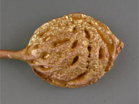 Set of 2 Peach Pit Spoons. Food Safe Finish. 5" Long.